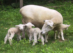 Coopworth sheep