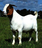 Boer goat